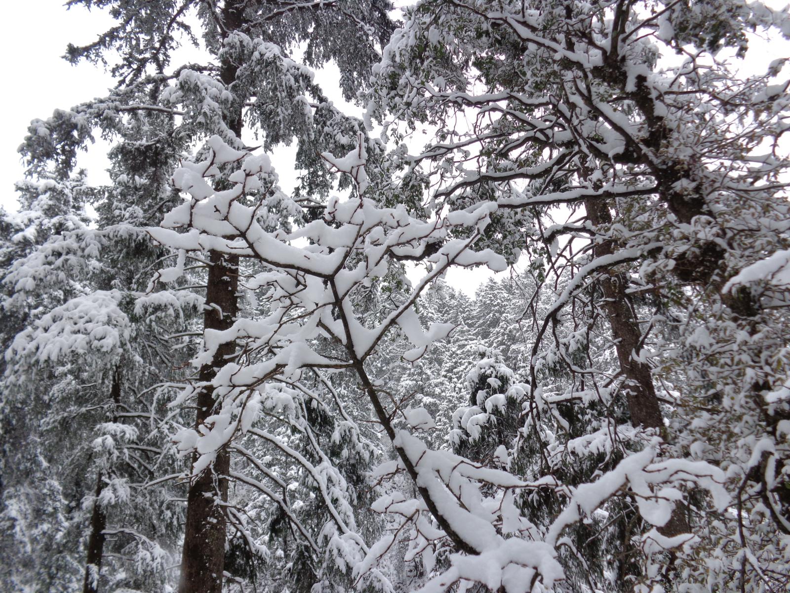 view of parashar Hill during snowfall dec 2013