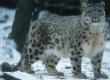 Snow Leopard Bandli Wildlife Sanctuary