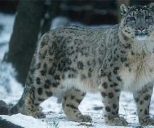 Snow Leopard Bandli Wildlife Sanctuary