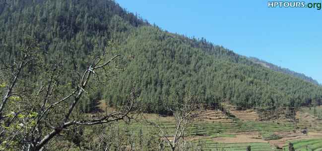 Bagsaid Vallery View, Thunag, Mandi Himachal Pradesh