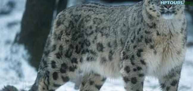 Snow Leopard Bandli Wildlife Sanctuary